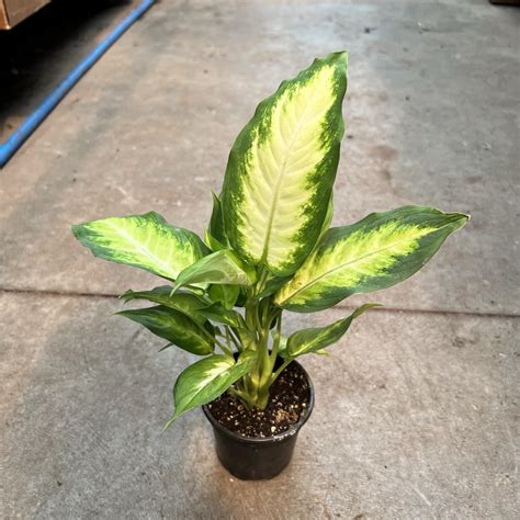 4″ Dieffenbachia Camille – The Plant Factory | Wholesale Plants