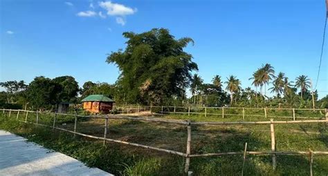 619 Sqm Farm Lot For Sale At Magallanes Cavite Bentahero