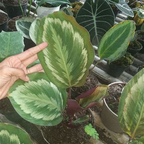 Jual Calathea Medalion V2 Shopee Indonesia