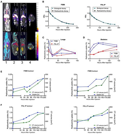 Frontiers L Selectin Enhanced T Cells Improve The Efficacy Of Cancer