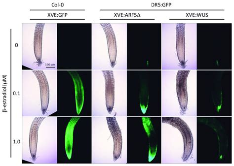 Ectopic Overexpression Of Wus Or Arf5∆ Induces Dr5gfp In Root Tips