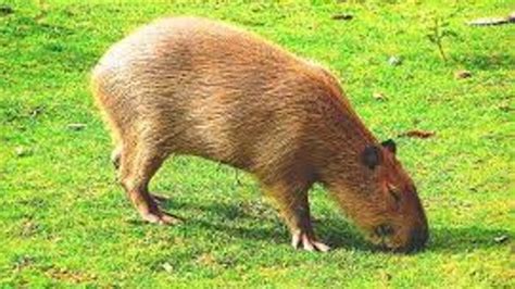 El Capibara es el animal más amistoso del mundo Red Bolivisión