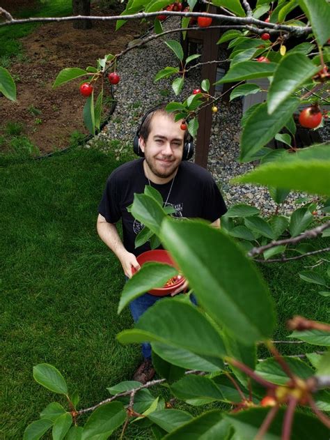 Cherry Picking | Cherry picking, Cherry, July 4th