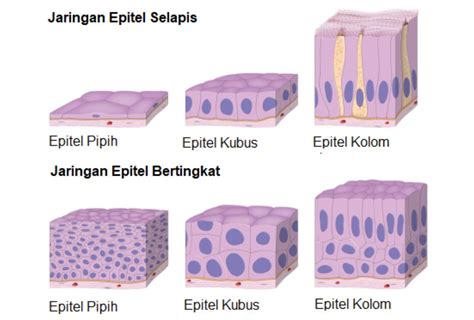 Jaringan Epitel Pengertian Ciri Ciri Jenis Dan Fungsinya Hot Sex Picture