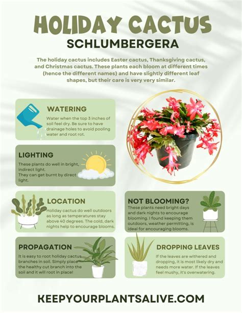 Christmas Cactus Care Everything You Need To Know Keep Your Plants Alive