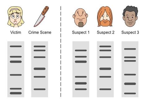 Dna Fingerprinting A Major Tool For Crime Investigation Dna