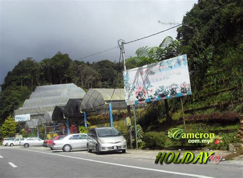 Cameron Highlands Holiday Guide 2024