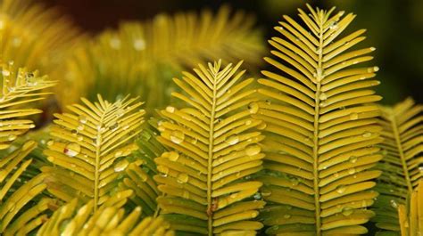 Metasequoia Glyptostroboides Gold Rush Via Gardenweb Deciduous