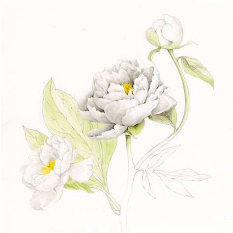 Draw A Peony 7