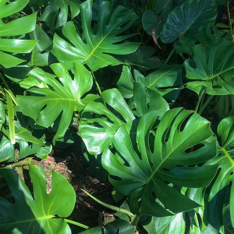 The Must Read Monstera Deliciosa Care Guide - Indoor Plant Addicts