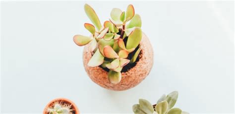 8 PLANTAS QUE NÃO PRECISAM DE ÁGUA Conheça PLANTAS que precisam de