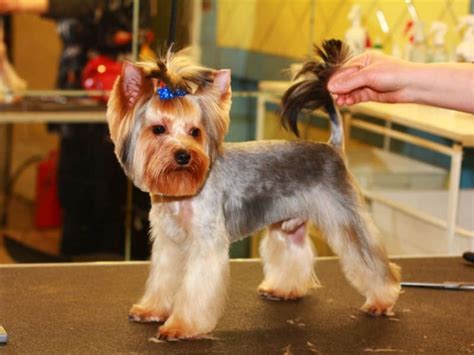 24 Best Yorkie Hairstyles For Males Yorkshire Terrier Haircuts Page