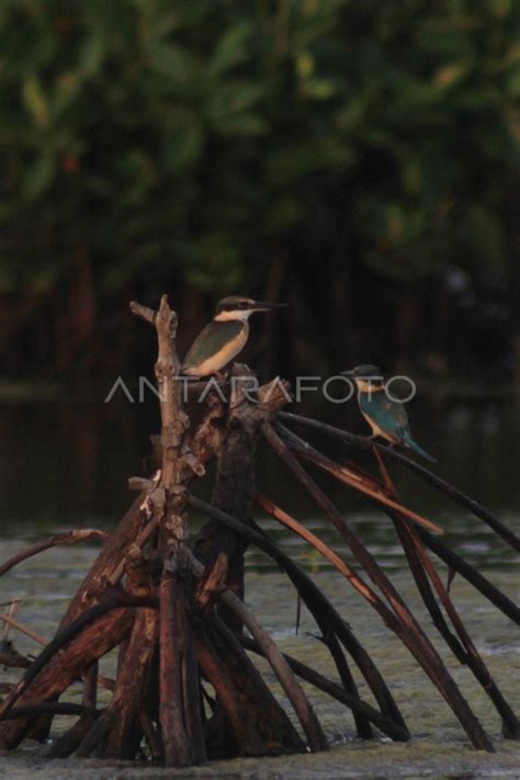 Habitat Burung Raja Udang Antara Foto