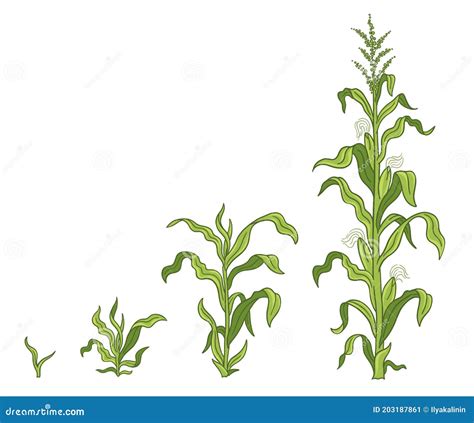 Growth Stages Of Maize Plant Corn Development Phases Zea Mays