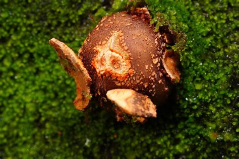 Calostoma From Selwyn District Canterbury New Zealand On August 21