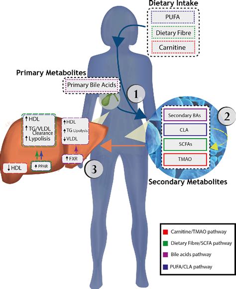 Figure From Genetic And Microbiome Influence On Lipid Metabolism And