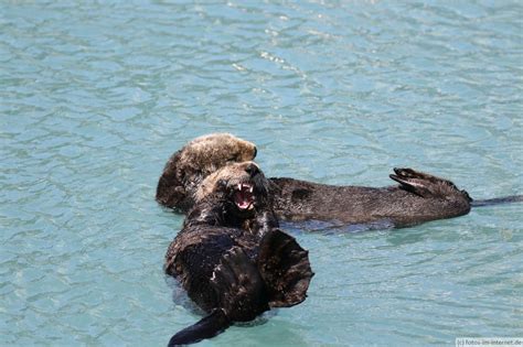 Seeotter Infos Aussehen Verbreitung Ernährung Fotos im Internet