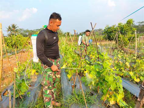 Penyemprotan Tanaman Mentimun Menggunakan Pupuk ExtraGEN Cair