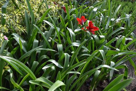 How To Overwinter Amaryllis Bulbs Gardeners Path