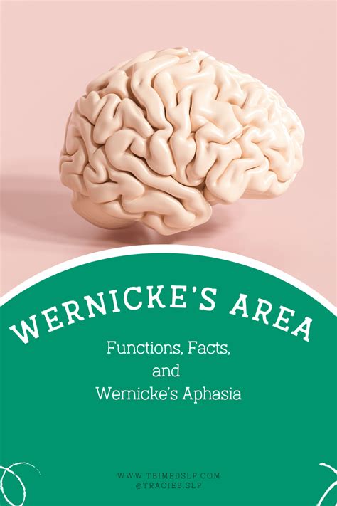 Wernicke’s Area Location and Function — TBI MedSLP