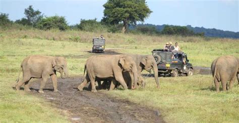 Parc National De Kaudulla Safari à La Rencontre Des éléphants