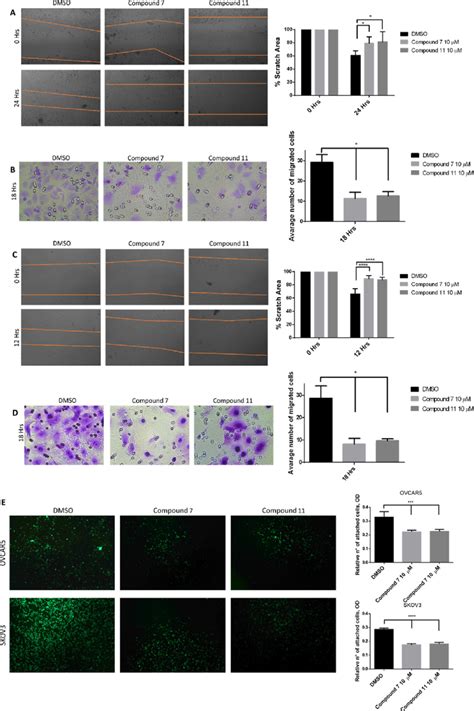 Compounds 7 And 11 Reduce The Migration And Adhesion Capability Of