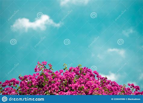 Colorful Pink Bougainvillea Flower Against Blue Sky In Summer Bright