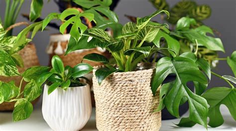 12 Consejos Para Cultivar Hermosos Filodendros En Interiores