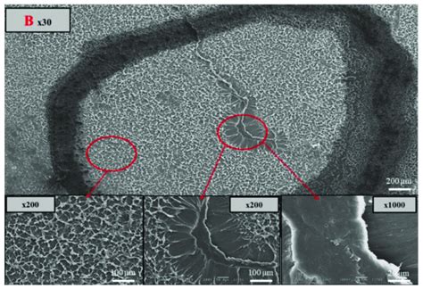 SEM Photomicrographs Of The Fracture Surface Of The Window And Black