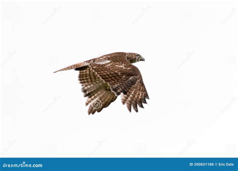 Juvenile Immature Red Tailed Hawk Buteo Jamaicensis Isolated Flying