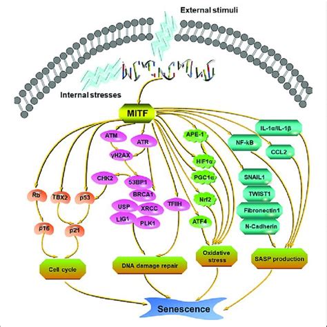 Possible Mechanism Of Mitf Regulates The Senescence Process In