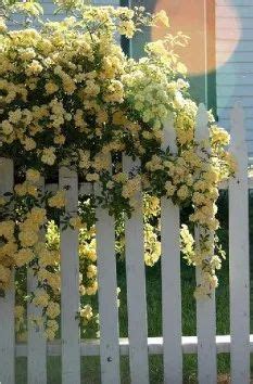 Most Beautiful Yellow Garden Designs And Yellow Flowers 19 Lady