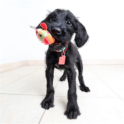 Cómo saber de qué tamaño será tu cachorro mestizo Champion Dog