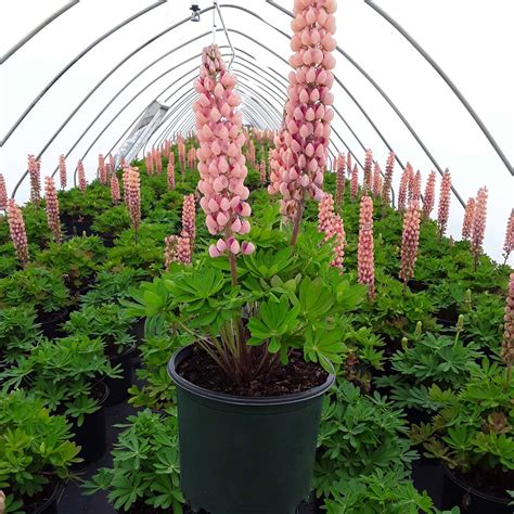 Westcountry™ Salmon Star Lupine Grown By Overdevest