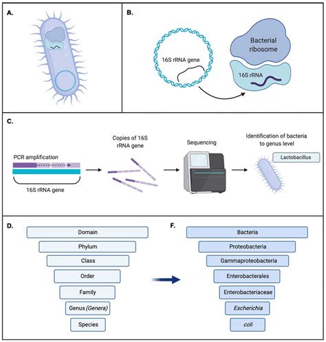 16S RRNA Sequencing Is The Most Common Method Used To Analyze The