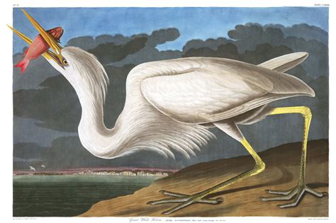 My Notting Hill: FREE Audubon Prints - high res