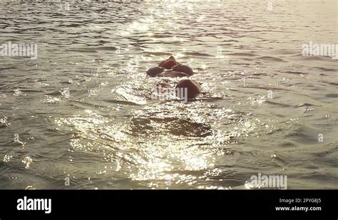 Sexy Female In Bikini Swimming In The Sea In Shining Sunset Sun Rays Top Of Stock Video Footage