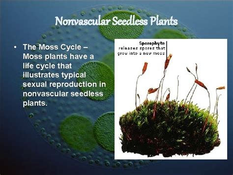 Seedless Reproduction Unit Lesson Notes Seedless