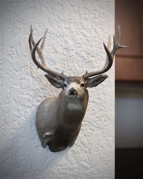 Finding a monster muley in the brush is a surprising thrill 30
