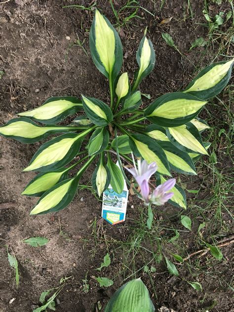 Hosta varieties 60 differenttypes of hosta – Artofit