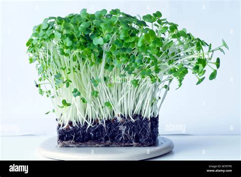 A Close Up Of Sprouted Bunch Of Organic Watercress Plants Stock Photo