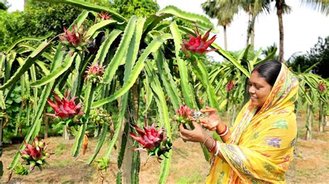 জীবনে প্রথম নিজের হাতে ড্রাগন ফল তুলে আজকের লোভনীয় রেসিপি Rear Red