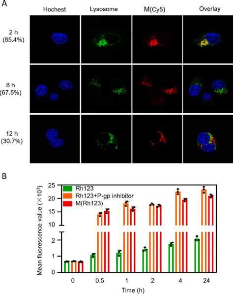 Endocytosis mechanism of α lac nanomicelles A Intracellular