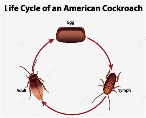 Diagram Showing Life Cycle Of Cockroach Poster Scientific Cute Vector Poster Scientific Cute