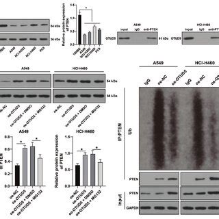 Ovarian Tumor Protease Deubiquitinase Otud Stabilizes Phosphatase