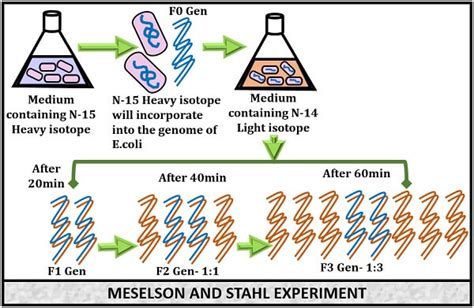 Meselson and Stahl Experiment - Definition, Steps & Conclusion - Biology Reader