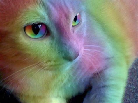 25 Best Rainbow Cats Images On Pinterest Kittens Pastel Colours And