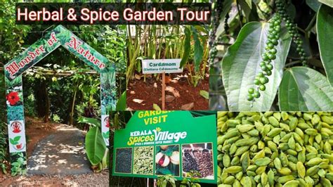 Kerala Series Pt 3 Herbal And Spice Garden Tour In Munnar Everest Green Kerala Shev Style