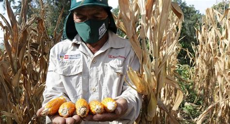 Midagri Desarrolla Híbrido De Maíz Amarillo Duro Que Rendirá Hasta 16 Toneladas Por Hectárea