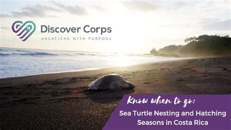 [Infographic] Sea Turtle Nesting and Hatching Seasons in Costa Rica